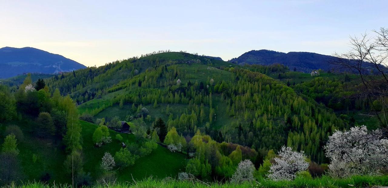 La Odai برانْ المظهر الخارجي الصورة